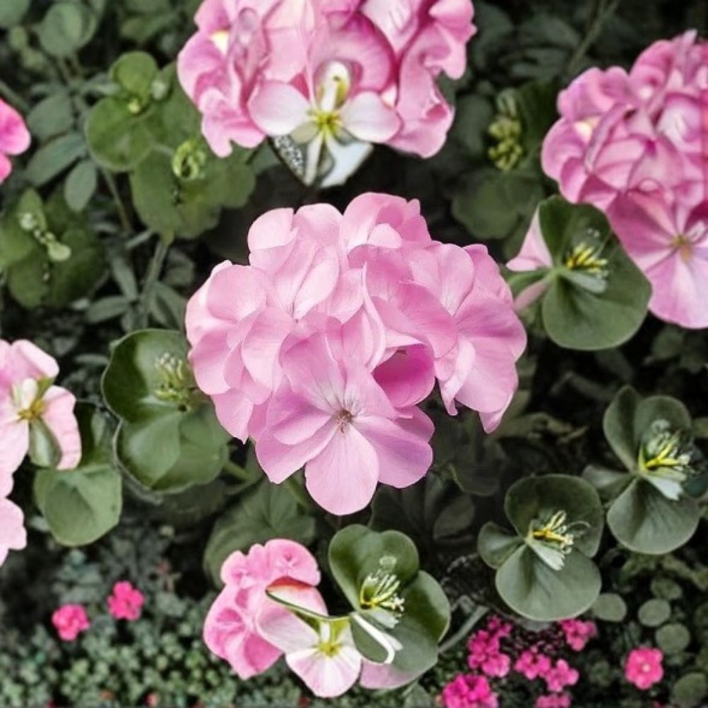 Geranium Seeds - 1,000 Count - Pinto Premium Lavender - Pelargonium x hortorum - Easy to Grow, Vigorous Garden Variety