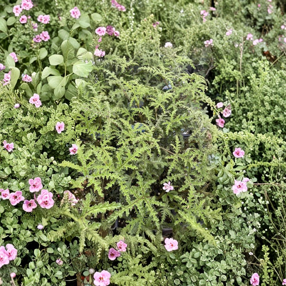 Pine Scented Geranium Live Plant in Quart Pot | Pelargonium denticulatum | Fragrant Indoor Outdoor Herb with Lavender-Pink Blooms