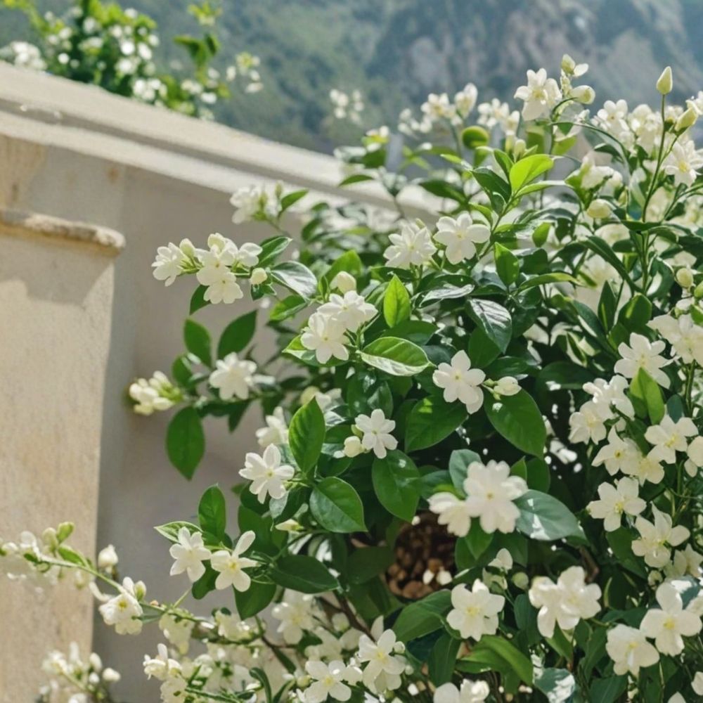 Weeping Jasmine Seeds 100+ | Fragrant Climbing Vine | Easy Grow Flowering Vine | Jasminum spp.