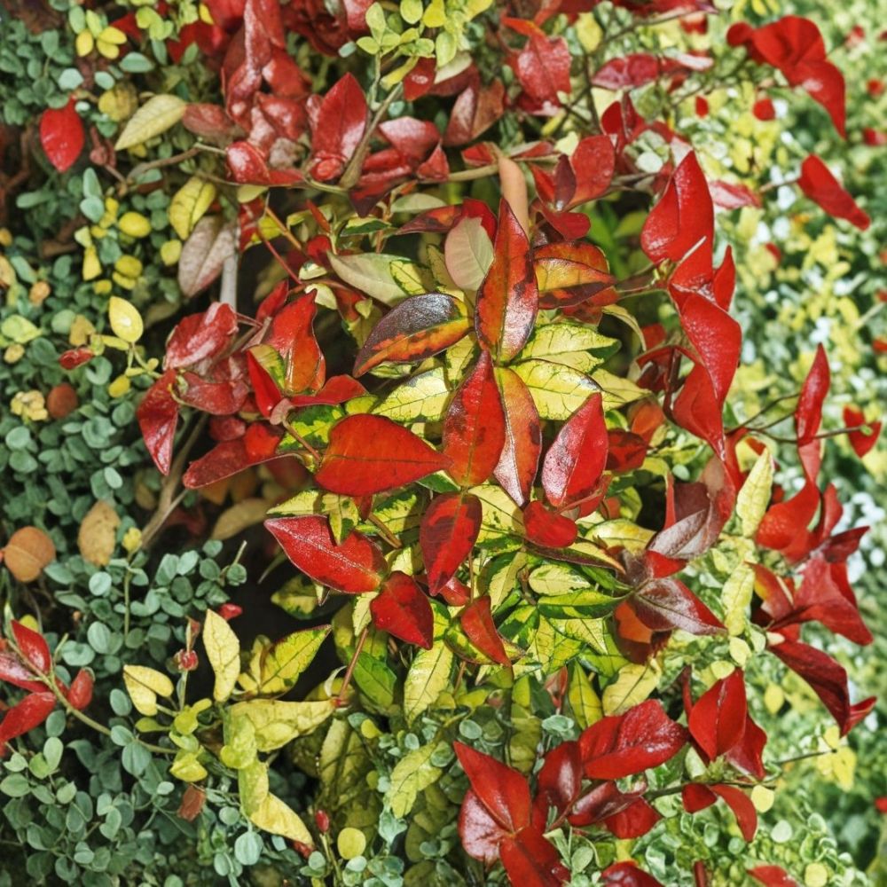 Asiatic Jasmine ‘Summer Sunset’ Live Plant | 4-6 Inches | Variegated Fragrant Evergreen Vine | Trachelospermum asiaticum