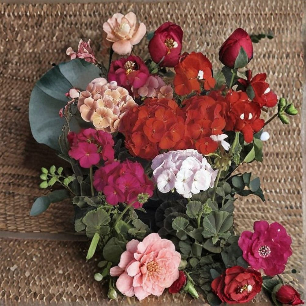 Geranium Seeds - 1,000 Seeds - Bullseye Mix - Pelargonium x hortorum - Mixed Color Blooms & Chocolate Foliage - Easy Grow
