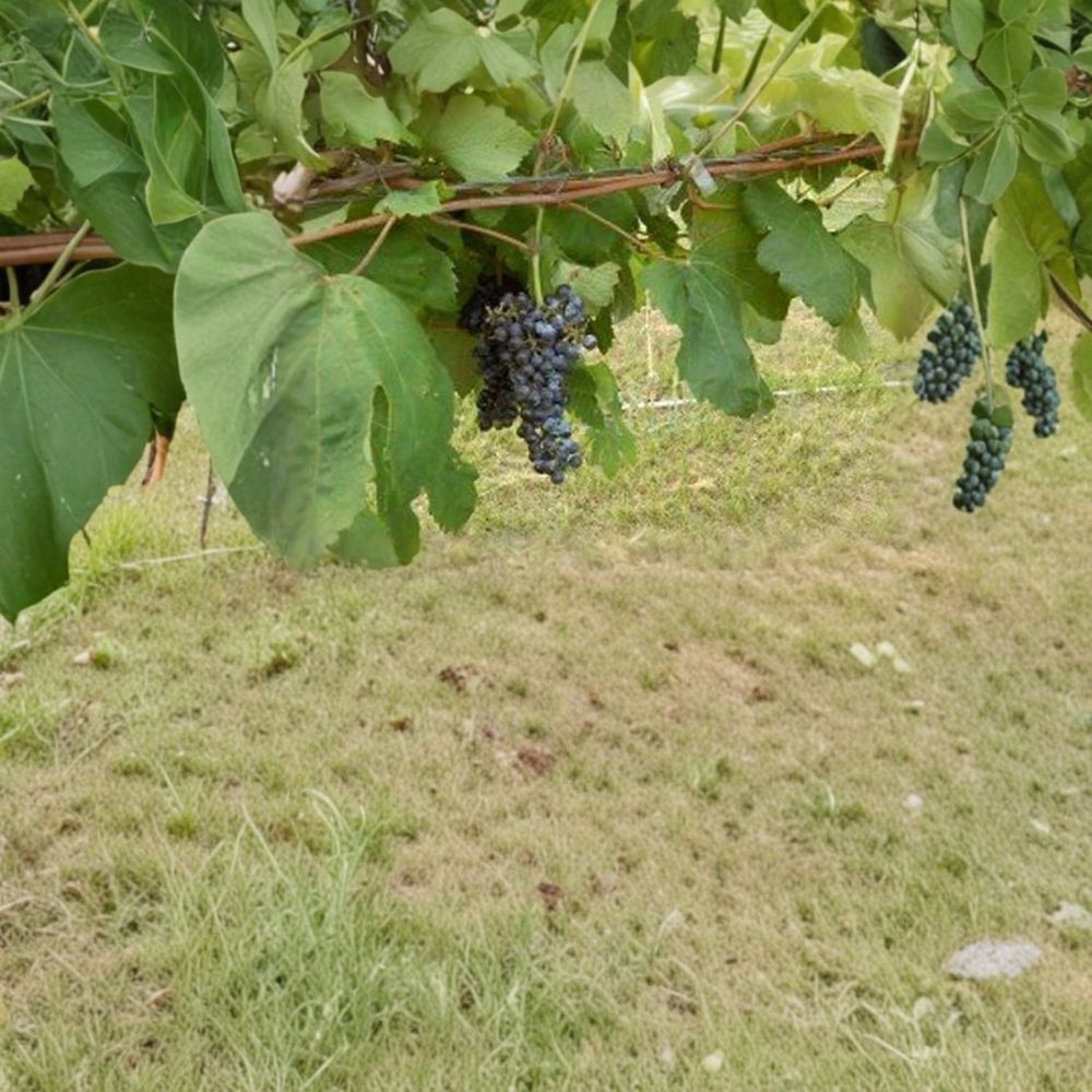 Black Manukka Seedless Grape Vine - 3 Gallon Live Plant - Vitis vinifera - Self-Fertile Edible Fruit for Home Garden