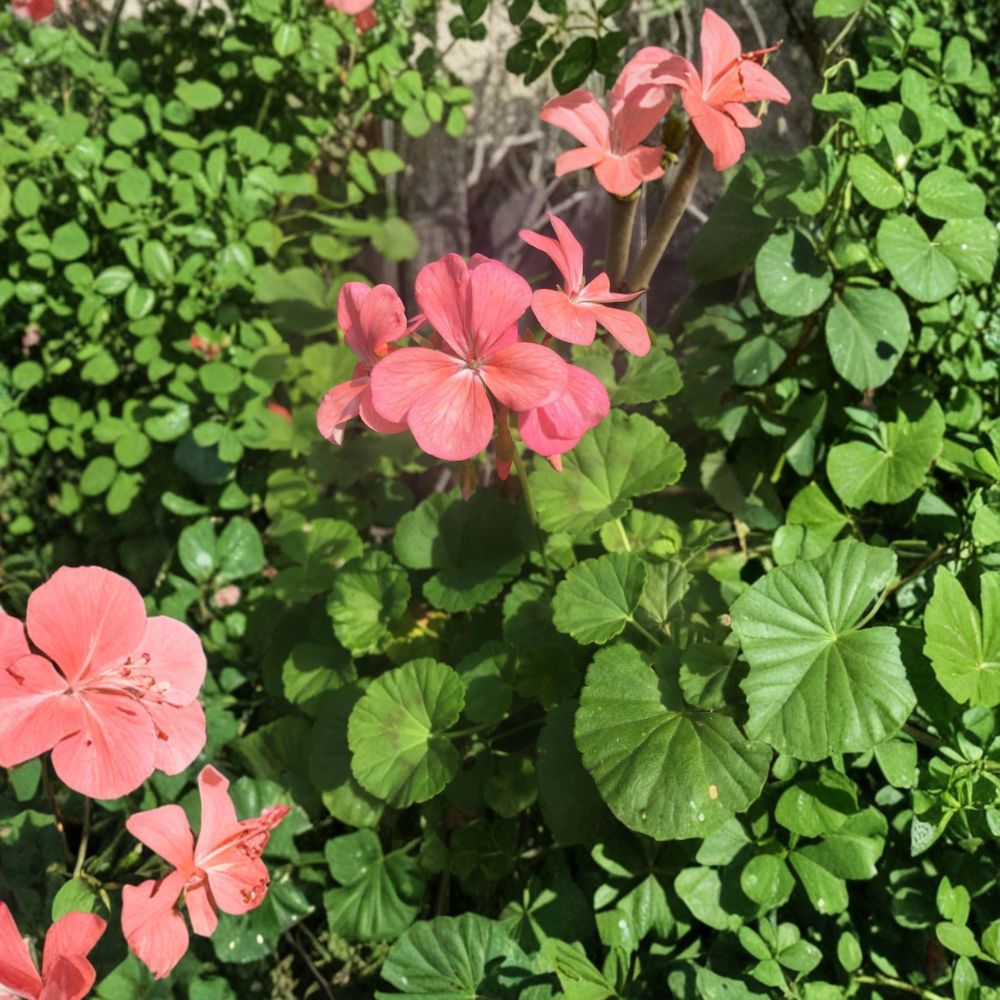 Salmon Pink Zonal Geranium Cuttings - 4 Live Pelargonium Starters - 8 Inch Fresh Flowering Plants - Pelargonium x hortorum