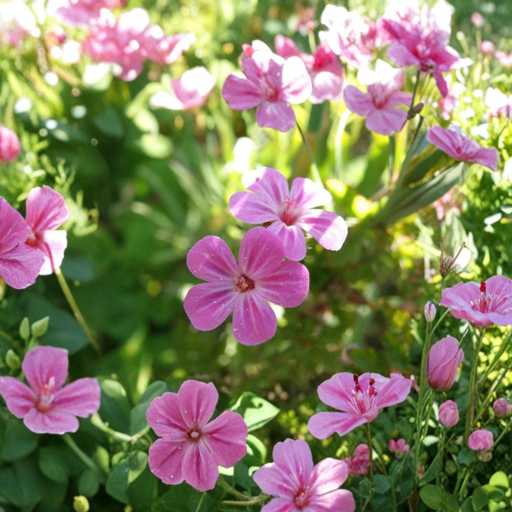 Herb Robert Seeds - 20+ Edible Medicinal Wildflower - Geranium Robertianum - Shade Loving Pollinator Friendly Cranesbill
