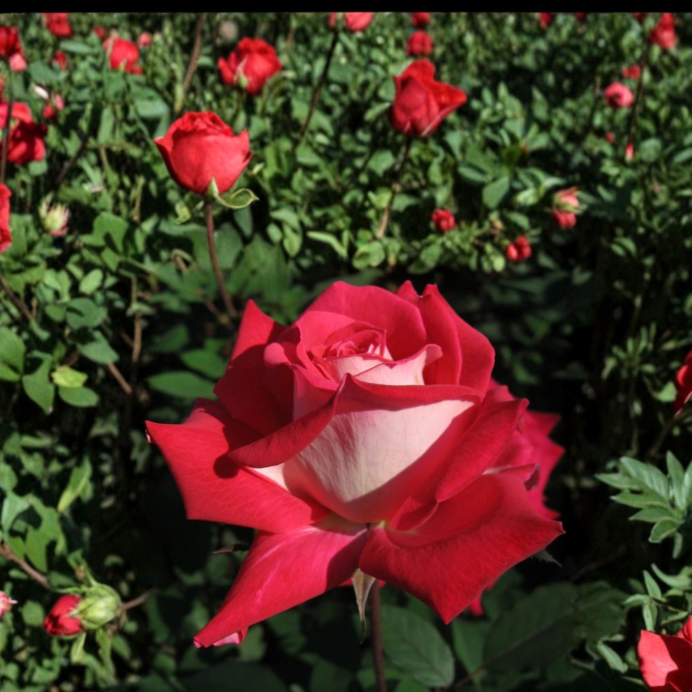 Love Grandiflora Rose Bush Plant | 5 Gallon Ruby Red & White Shrub | Fragrant Rosa Grandiflora Group 'Love'