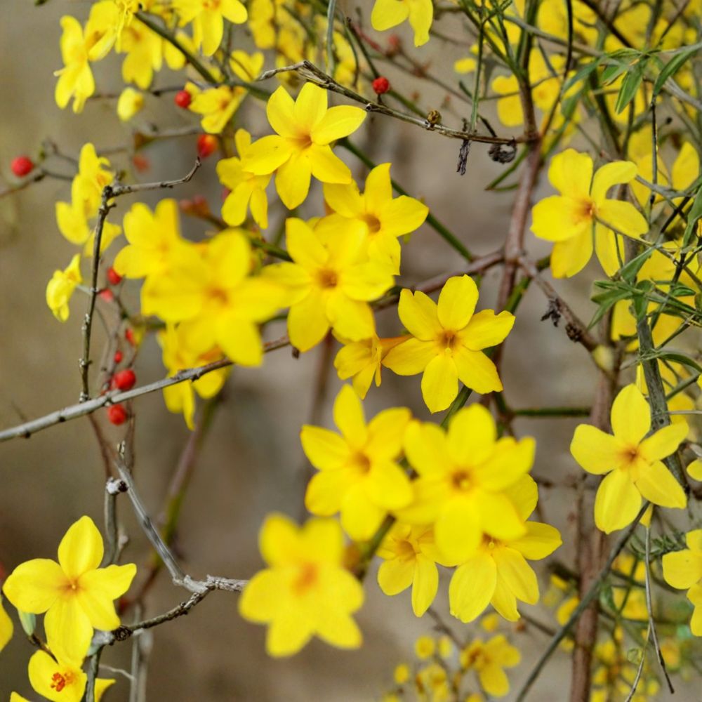 Winter Jasmine Plant in Quart Pot | Yellow Blooming Vine | Jasminum nudiflorum | Hardy Outdoor Groundcover | Easy Grow