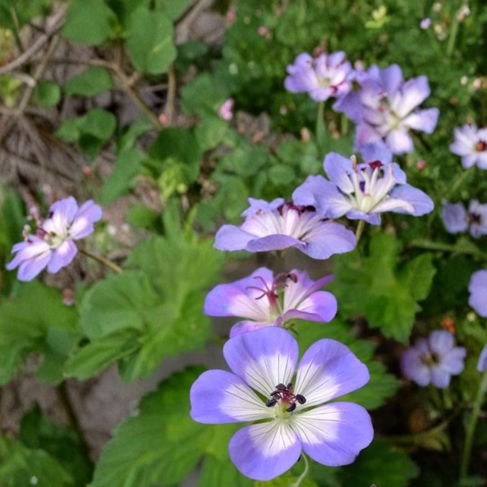 Buxton's Blue Geranium Seeds - 25+ Premium Flower Seeds, Pelargonium spp., Easy to Grow, Colorful Blooms for Pots & Gardens