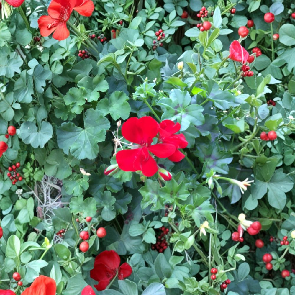 Ivy Zonal Geranium Cuttings - 6 Fresh Deep Velvet Red Pelargonium Rooting Cuttings - Trailing Garden Favorite for Easy Propagation
