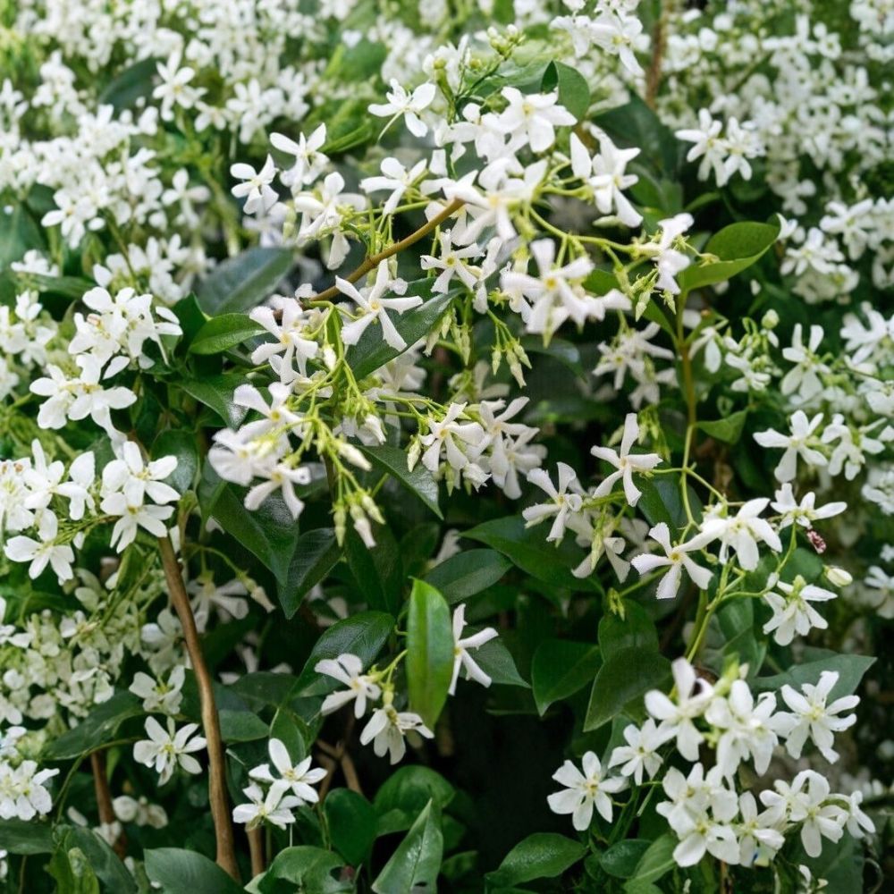 Star Jasmine Plant | 10 Inch Live Vine | Fragrant White Flowers | Trachelospermum jasminoides | Indoor Outdoor Climbing Plant