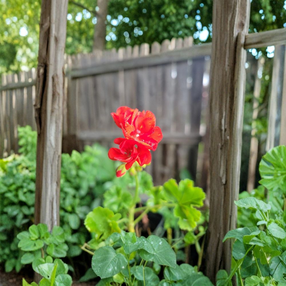 Organic Red Geranium Plant | 2 Inch Pot | Bright Red Blooms | Pelargonium spp. | Easy Care for Indoor & Patio Gardening