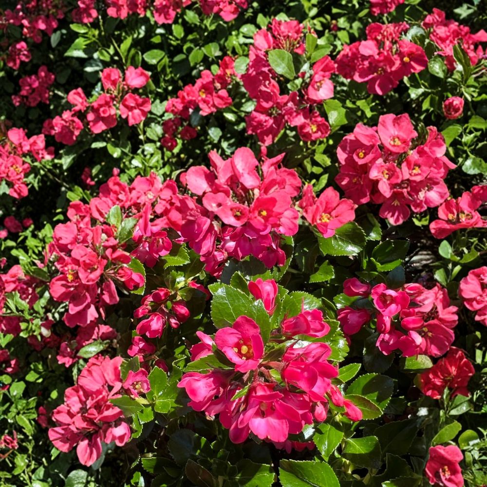 Escallonia ‘Redclaws’ Live Plant | Evergreen Shrub with Pink Red Flowers | Dense Hedge | Hardy Ornamental Shrub