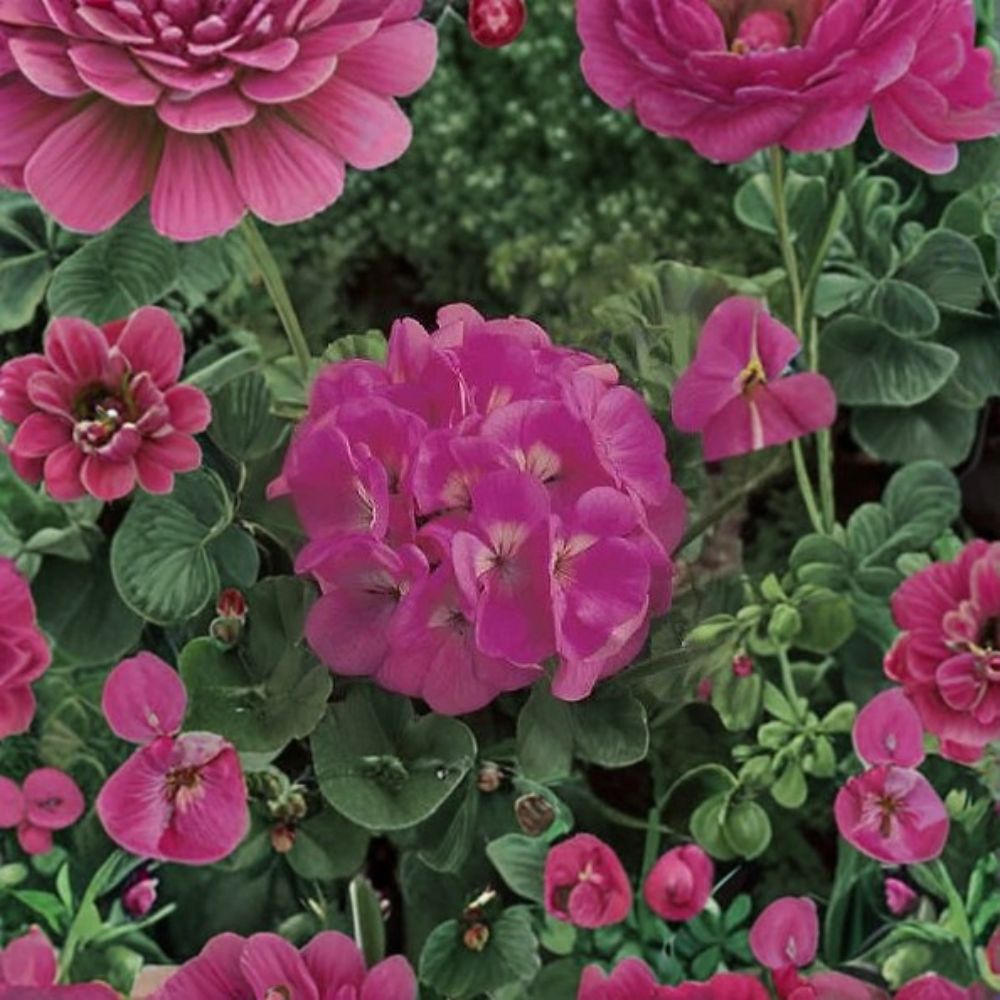 Maverick Pink Geranium Seeds - 100 Pelargonium Flower Seeds for Pots & Gardens - Pink Zonal Geranium Planting