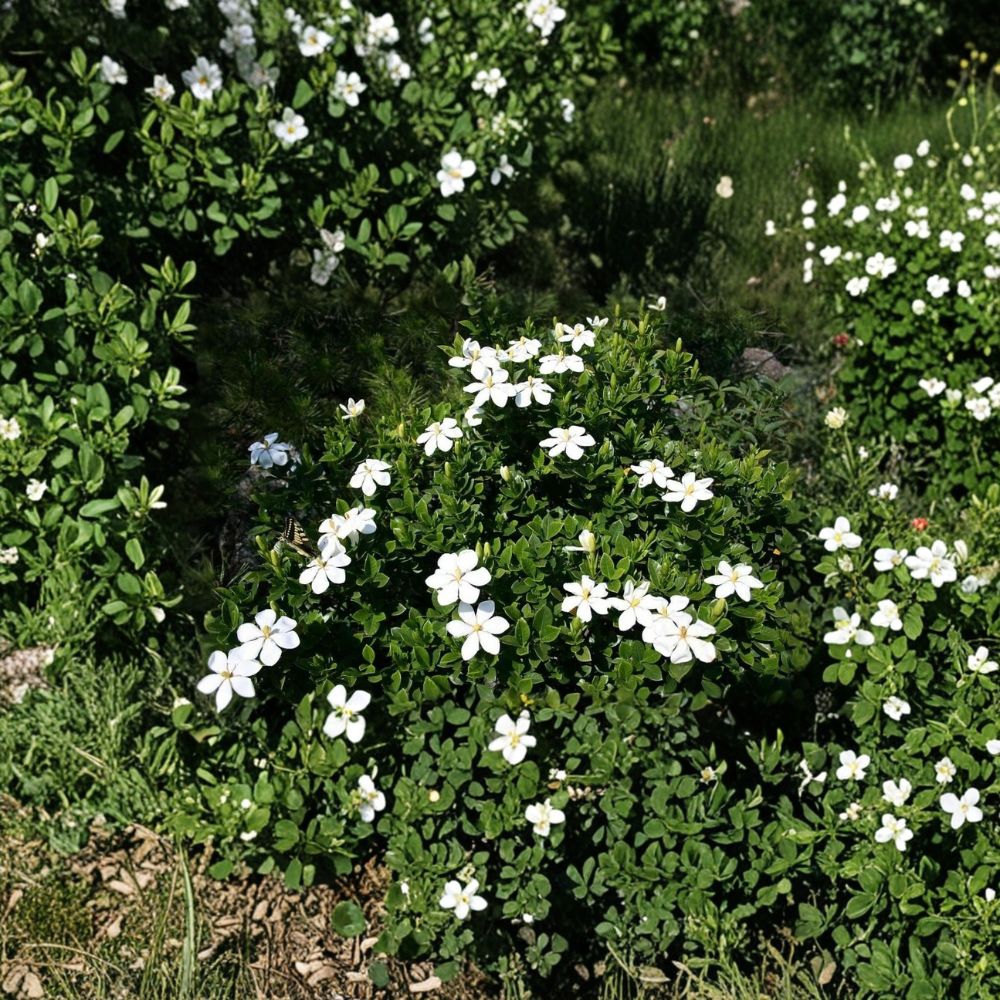 Gardenia Seeds - 10+ Cape Jasmine - Fragrant White Flowering Shrub - Gardenia jasminoides - Evergreen Ornamental Plant