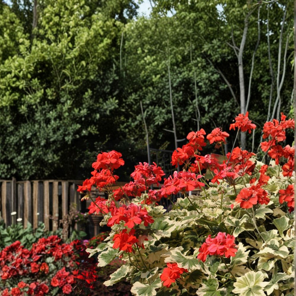 Glitterati Ice Queen Geranium Seeds - 25+ Premium Flower Seeds, Pelargonium spp., Easy to Grow for Containers & Gardens