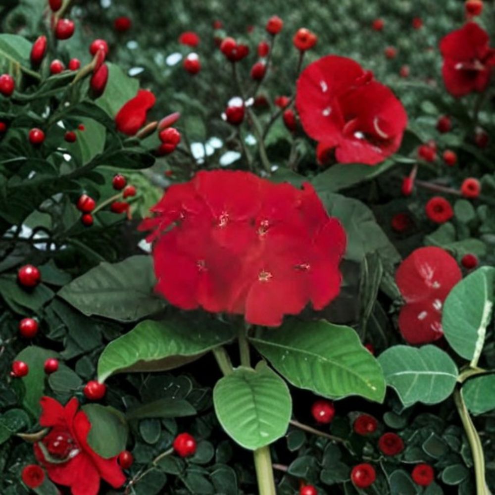 Pelargonium Seeds | 100 Seeds | Geranium Ringo 2000 Cardinal Red | Compact, Easy to Grow, Deep Red Blooms