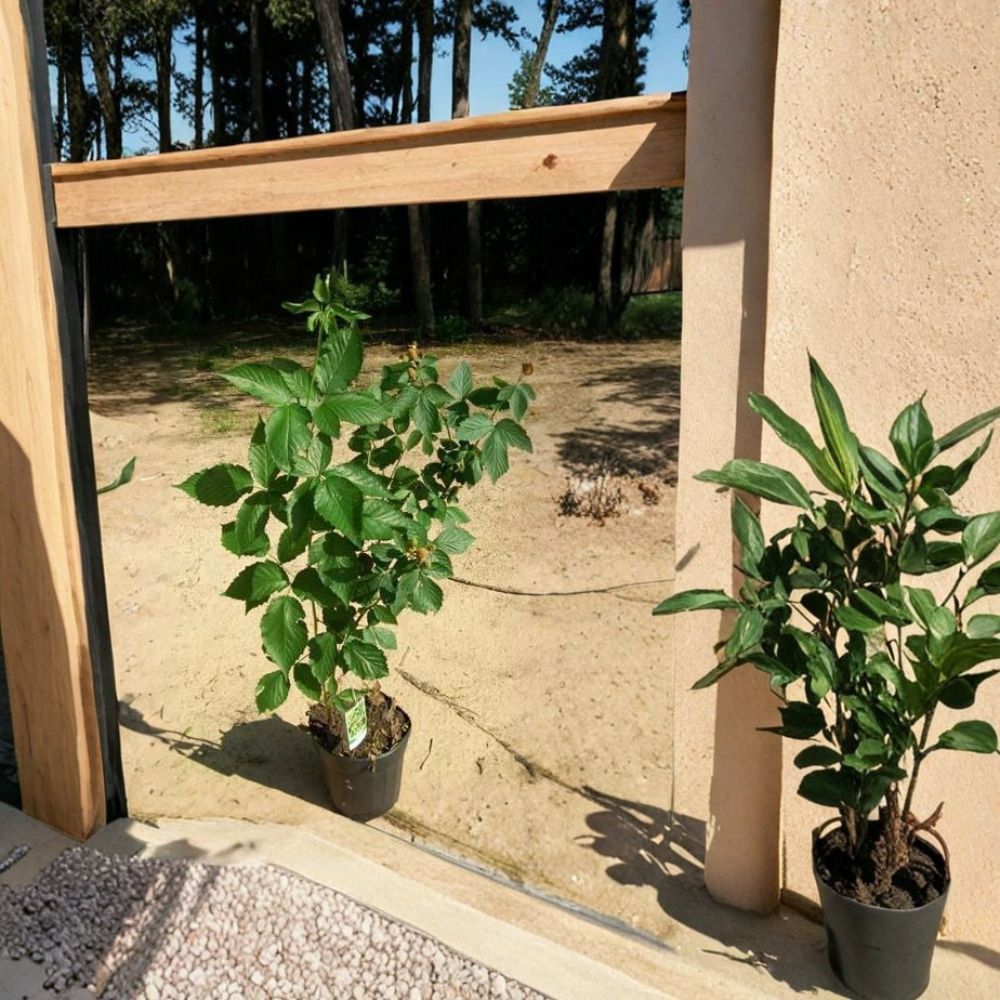 Apache Thornless Blackberry Plant 1 Gallon Rubus 'Apache' Sweet Thornless Berry Bush for Home Garden