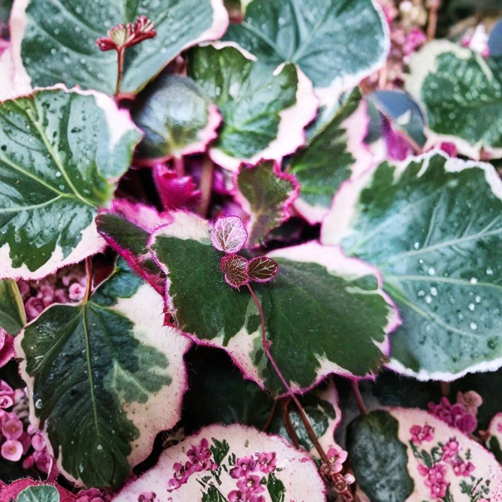 Strawberry Begonia Starter Plants - 4 Live 2-Inch Pots - Rare Trailing Saxifraga stolonifera - Indoor Garden Houseplant