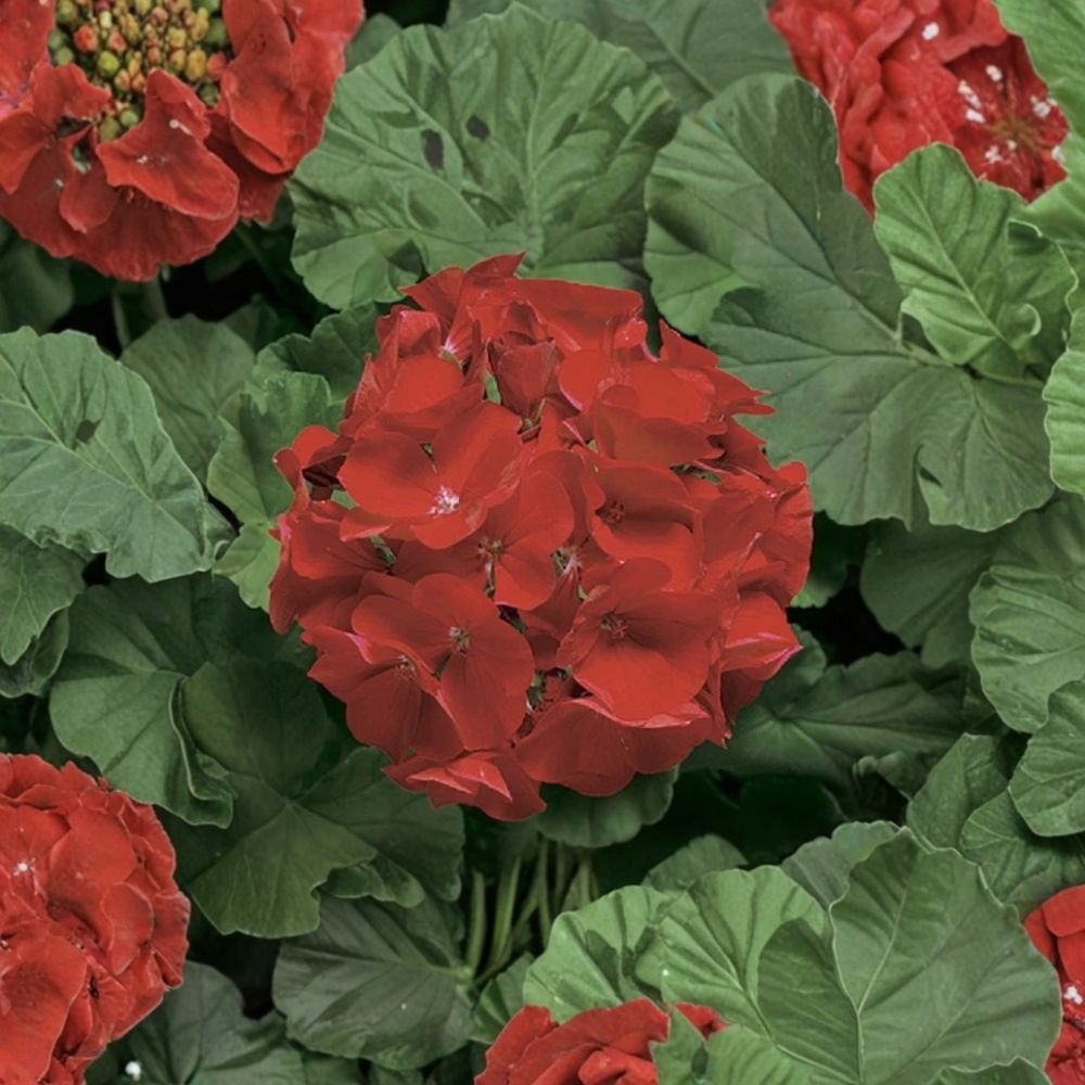 Ringo Deep Scarlet Geranium Seeds - 15 Premium Flower Seeds, Early Blooming Zonal Geranium, Pelargonium × hortorum