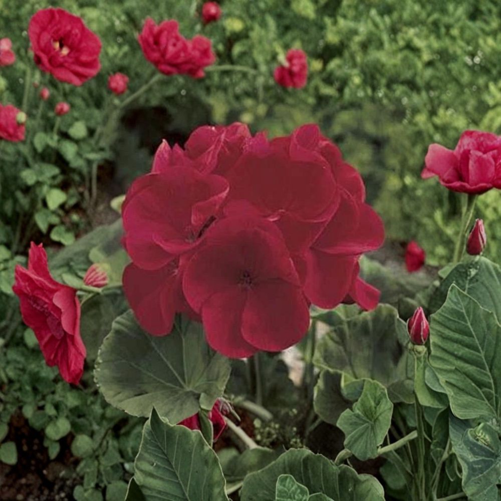Maverick Series Red Geranium Seeds - 10 Premium Seeds | Deep Red Zonal Geranium | Pelargonium x hortorum | Easy to Grow