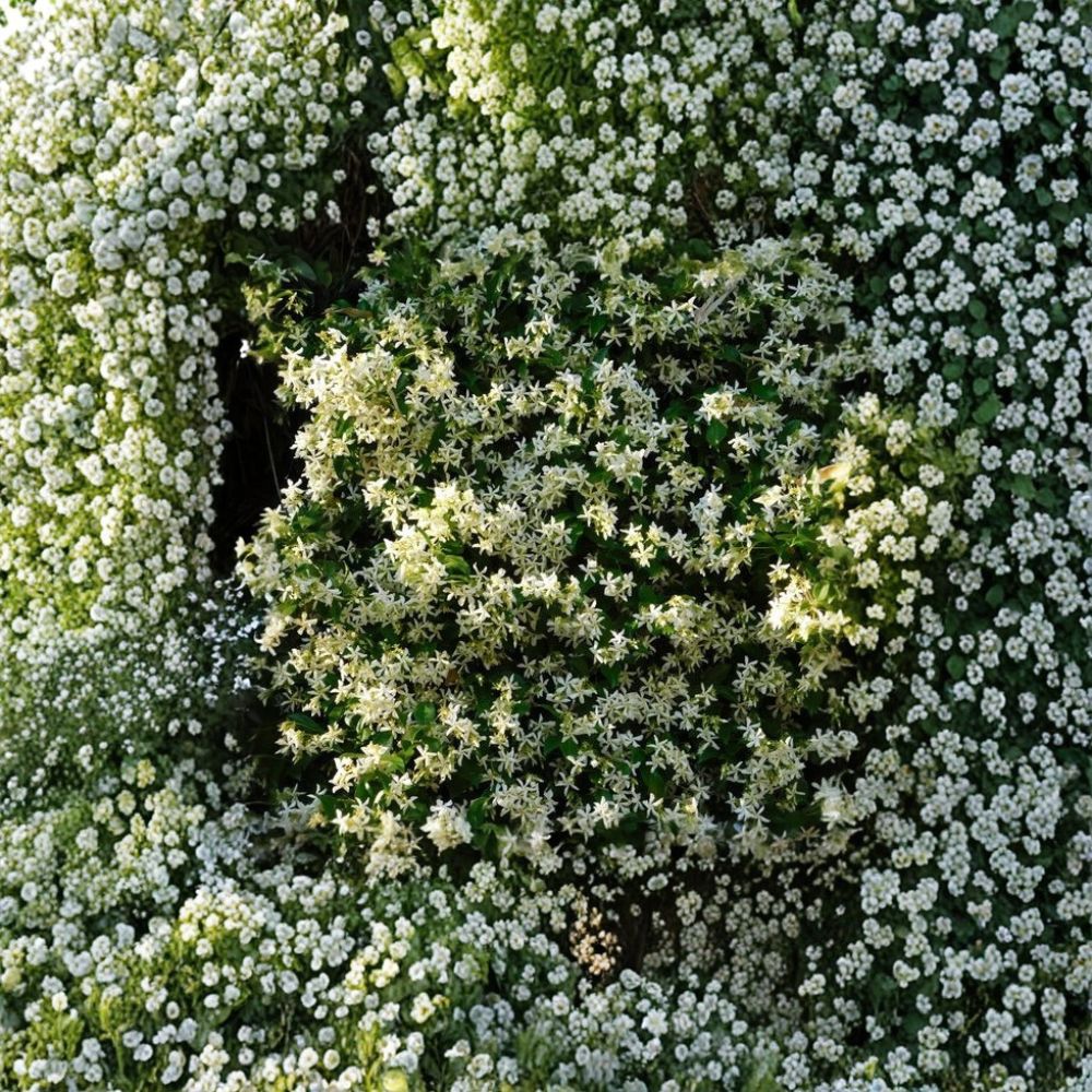 Cold Hardy Star Jasmine Plant | 4-8 Inch Starter | Fragrant Confederate Jasmine | Trachelospermum jasminoides ‘Madison’