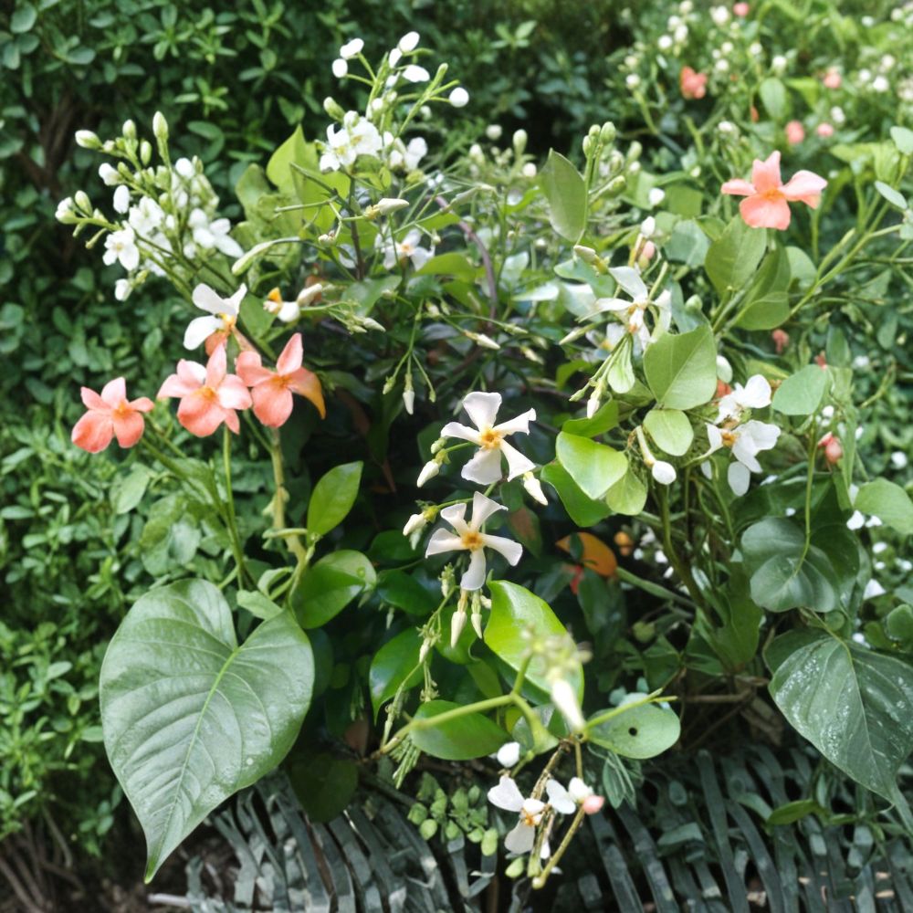 Asian Star Jasmine Live Plants - Lot of 15 Rooted Vines - Fragrant Groundcover/Climber - Trachelospermum asiaticum - 12 Inches+