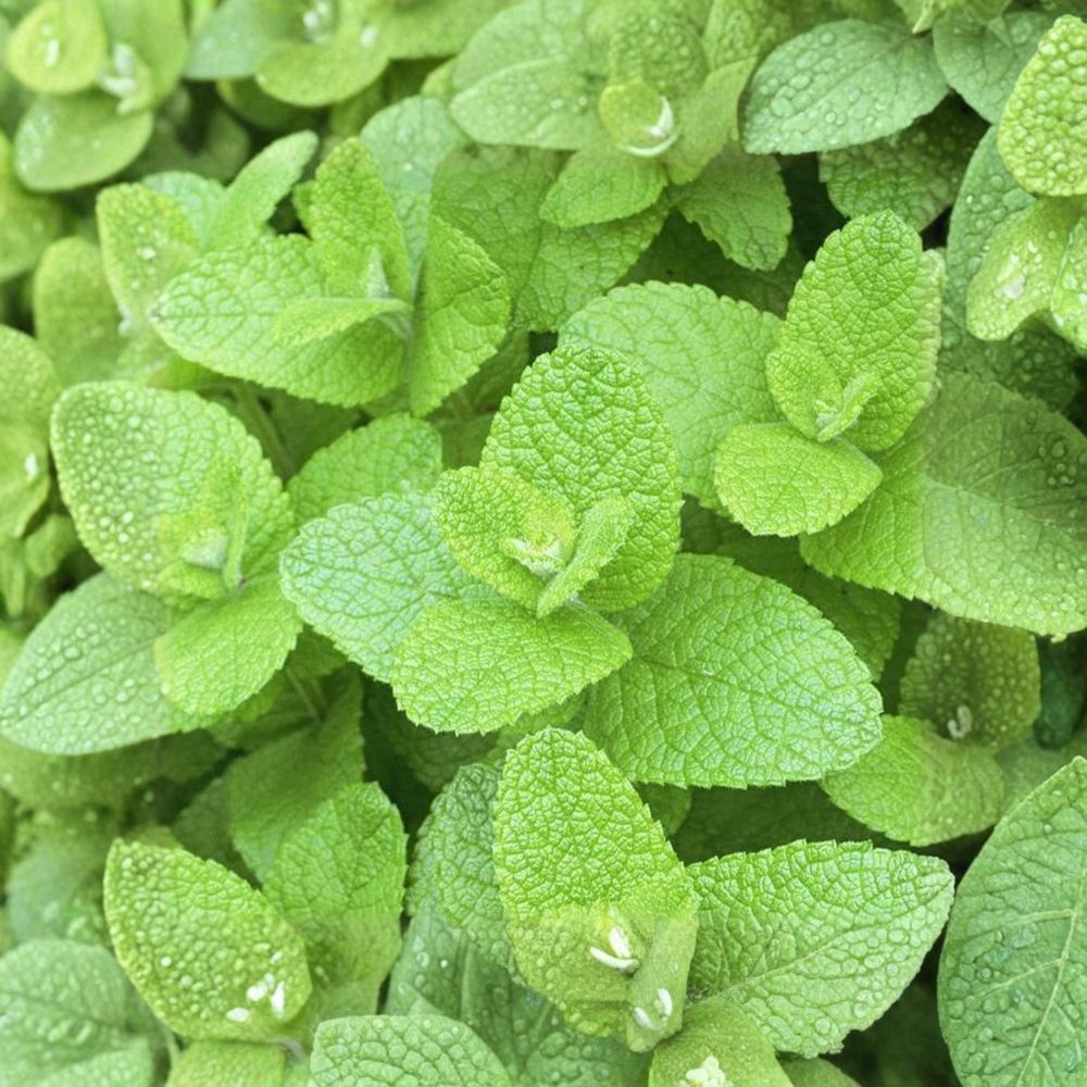 Apple Mint Cuttings - 6 Unrooted Organic Cuttings - Mentha suaveolens - Woolly Pineapple Mint Herb for Easy Rooting and Growth