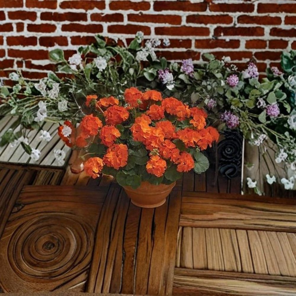Pelargonium Seeds | 1,000 Count | Geranium Maverick Orange | Solar Orange Blooms | Easy to Grow | Pot & Landscape Friendly