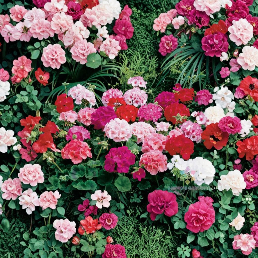 Maverick Mix Geranium Seeds - 25+ Colorful Flower Seeds - Pelargonium x hortorum - Easy to Grow for Containers & Baskets
