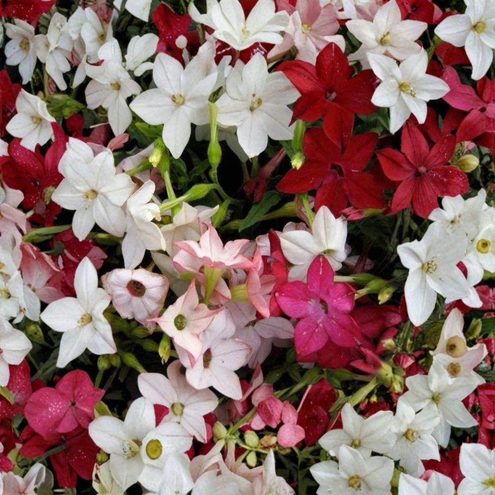 Nicotiana Sensation Mix Seeds - 1000 Pack | Jasmine Tobacco Night-Scented Flowers | Non-GMO Mixed Colors | Nicotiana alata