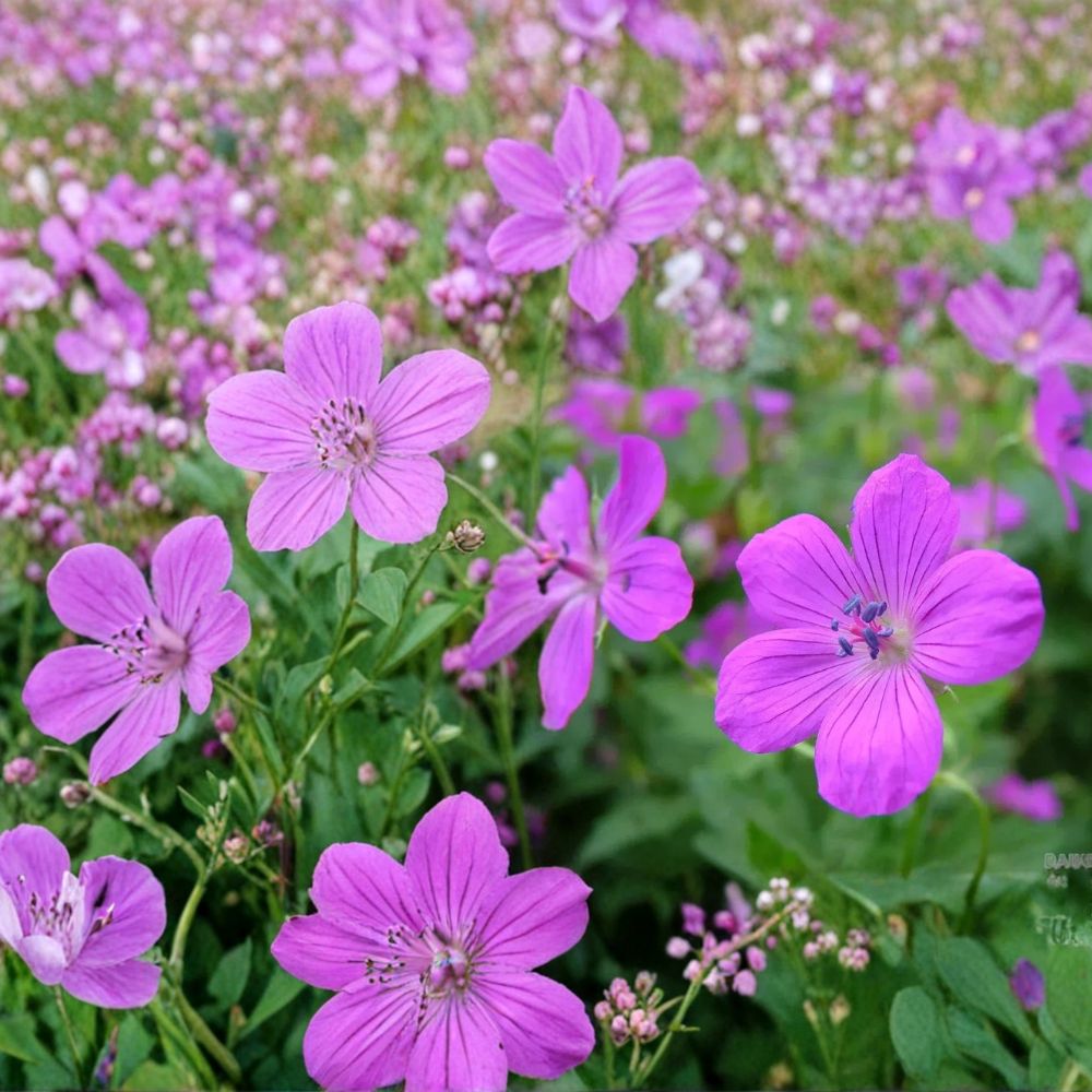 Danny Boy Geranium Seeds - 25+ Premium Pelargonium Flower Seeds for Vibrant Garden Blooms & Patio Containers