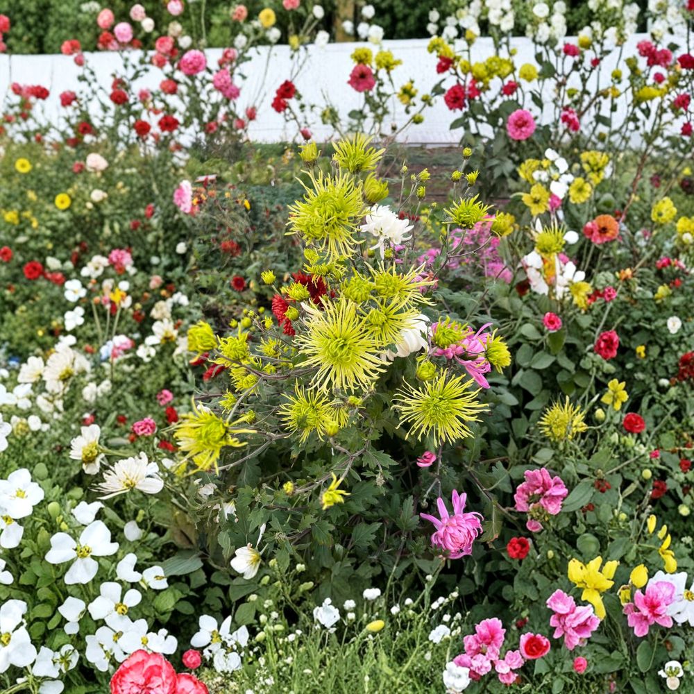 Green Chrysanthemum Plant - 5 Inch Large Bloom Mum - Potted Perennial Flower - Chrysanthemum morifolium - Unique Green Color