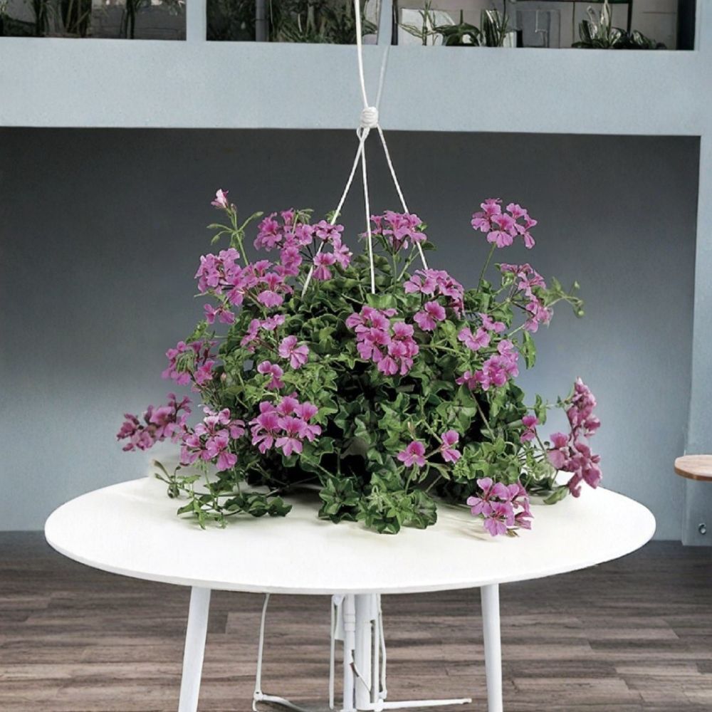 Tornado Rose Trailing Geranium Seeds | 15 Ivy Leaf Flower Seeds | Pelargonium peltatum | Easy to Grow for Hanging Baskets