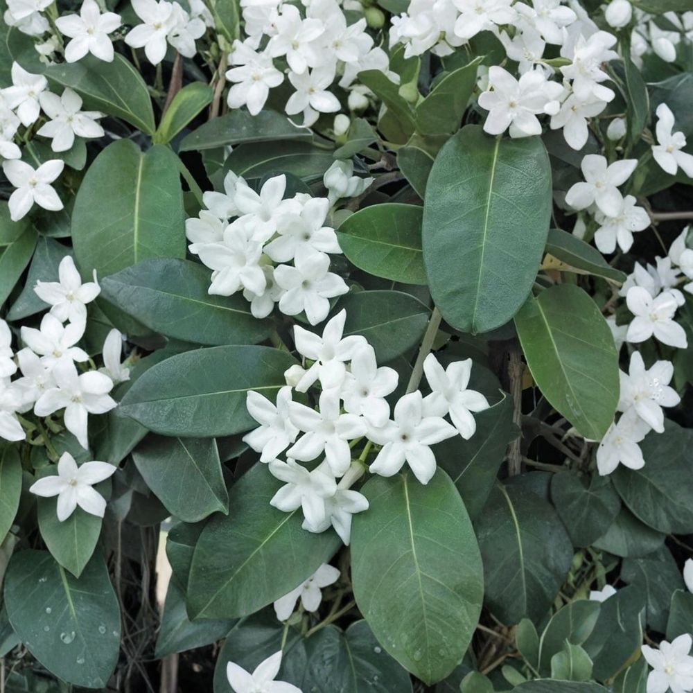 Madagascar Jasmine Plant Starter - 2–8 Inch Fragrant Wax Flower Vine - Stephanotis floribunda - Indoor Tropical Plant