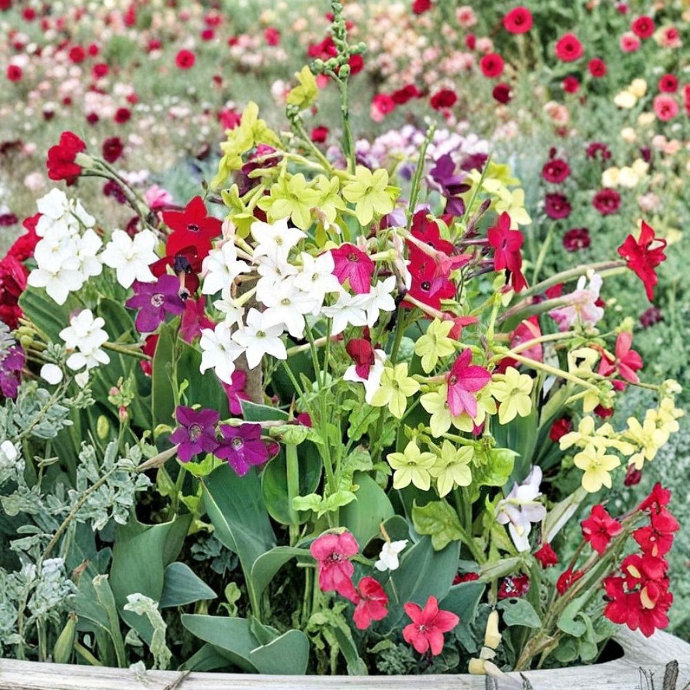 Jasmine Tobacco Seeds Mix | 5,000+ Bulk Flower Seeds | Fragrant Night Blooming | Nicotiana Alata Sensation Mix