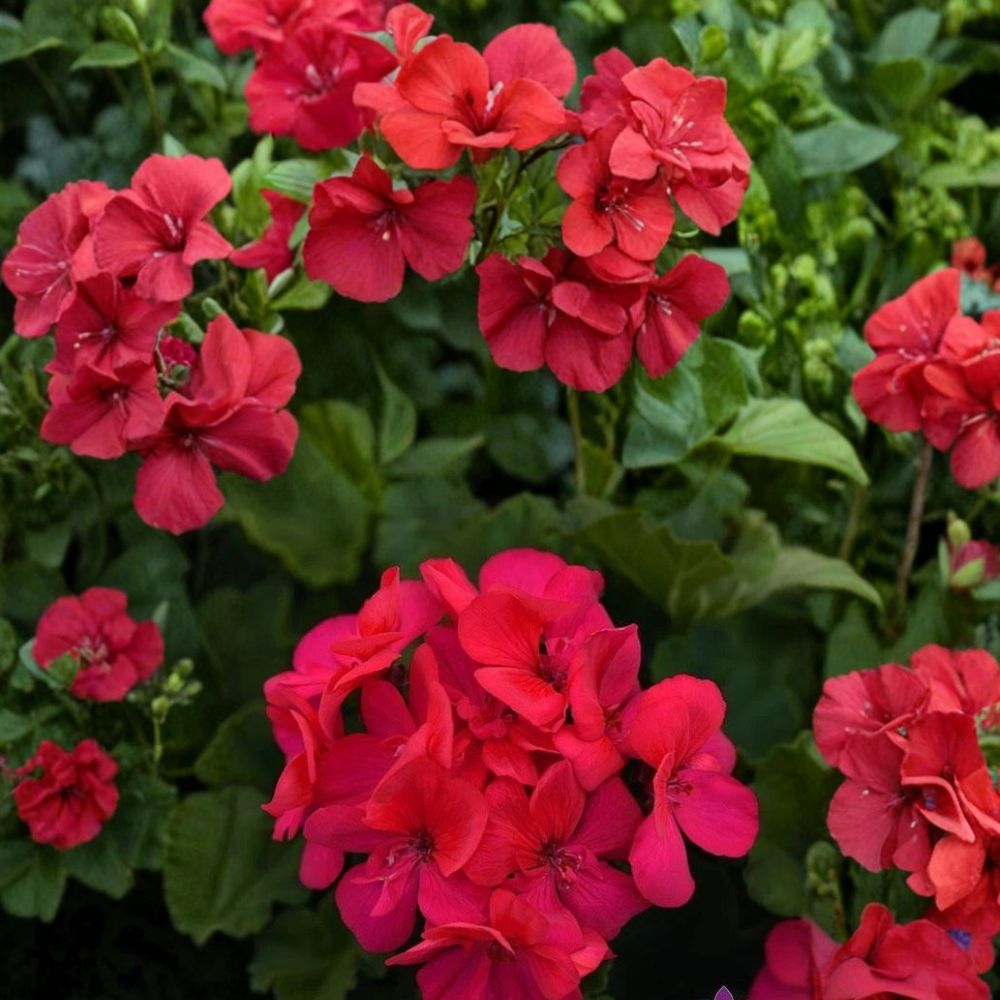 Presto Dark Fuchsia Geranium Seeds - 25+ Pelargonium Flower Seeds for Easy Growing in Containers & Patios - Bold Blooms