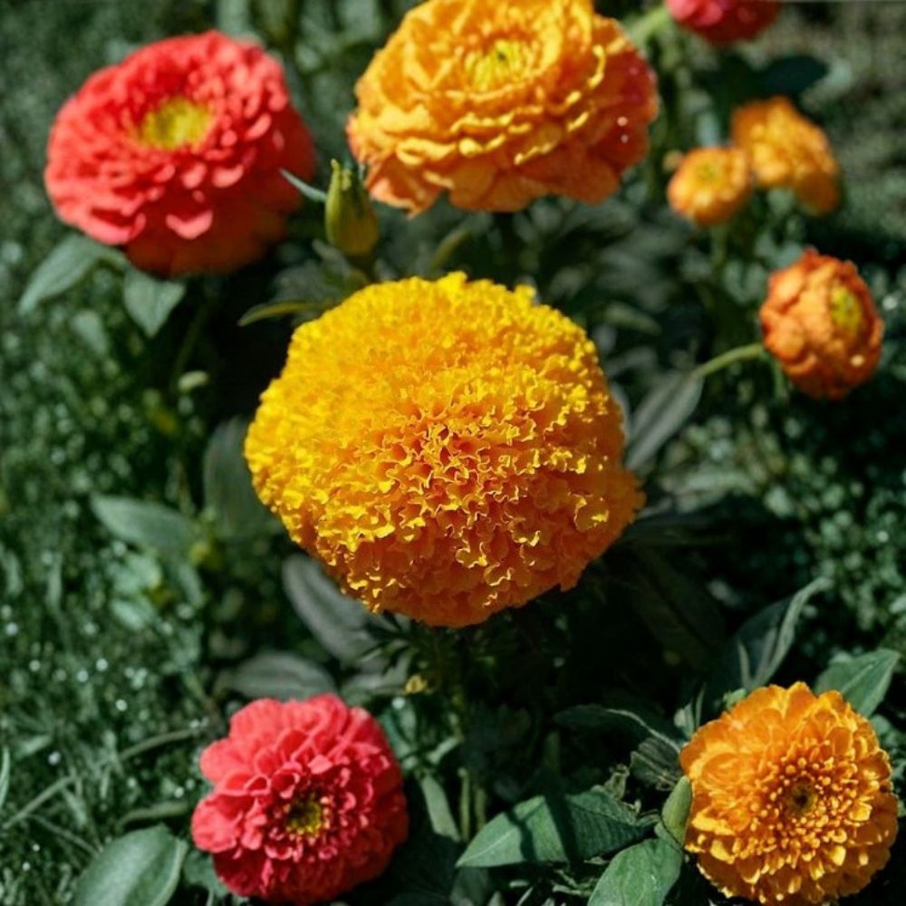 Marigold Seeds 250 Count Coco Gold Golden Cut Flowers Tagetes erecta Weather Resistant Easy to Grow