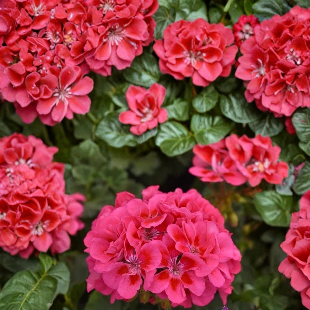Presto Pink Geranium Seeds | 25+ Seeds | Vibrant Pink Blooms | Pelargonium x hortorum | Easy to Grow for Garden & Containers