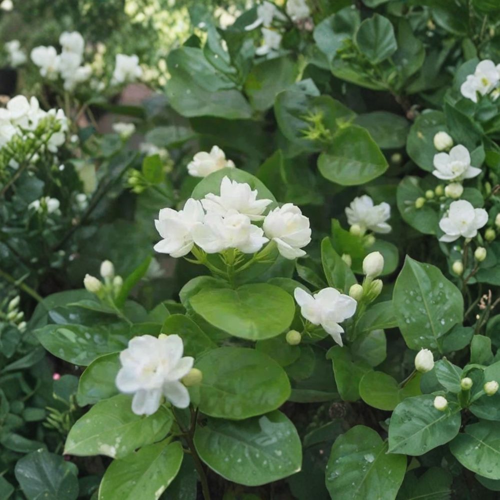 Arabian Jasmine Seeds | 10 Seeds | Pure White Fragrant Flowers | Jasminum sambac | Indoor & Outdoor Ornamental Plant