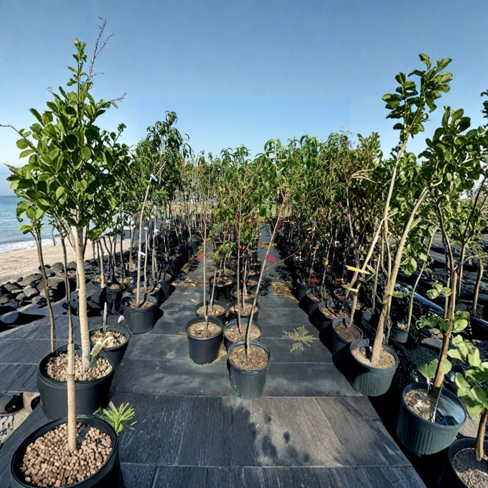 Crimson Snow Nectarine Tree 4-6 Feet Live Fruit Tree Prunus persica var. nucipersica Self-Fertile Sweet White Flesh