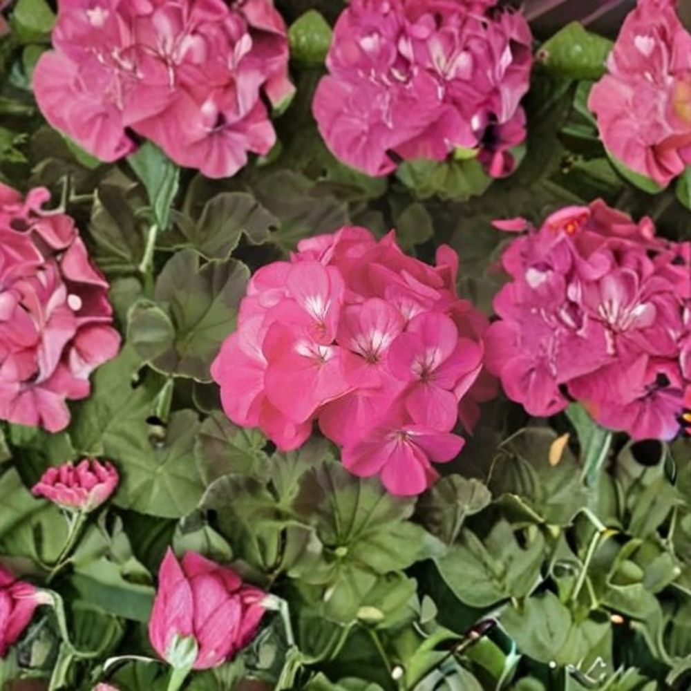 Geranium Seeds - 1,000 Count - Pinto Premium Rose Deep - Pelargonium x hortorum - Vigorous Growth for Pots & Landscapes