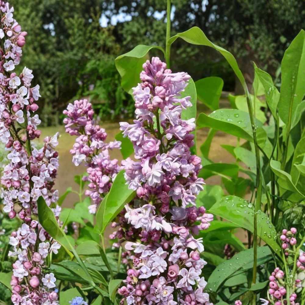 Katherine Havemeyer Lilac Plant | 3 Ft Potted Double Pink French Lilac | Syringa 'Katherine Havemeyer' | Fragrant Shrub