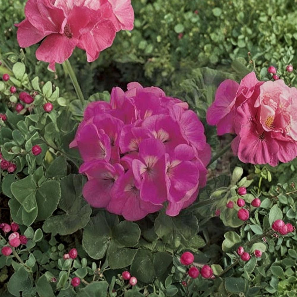 Maverick Series Pink Geranium Seeds | 10 Flower Seeds | Pelargonium zonale | Large Blooms | Container Friendly & Easy to Grow