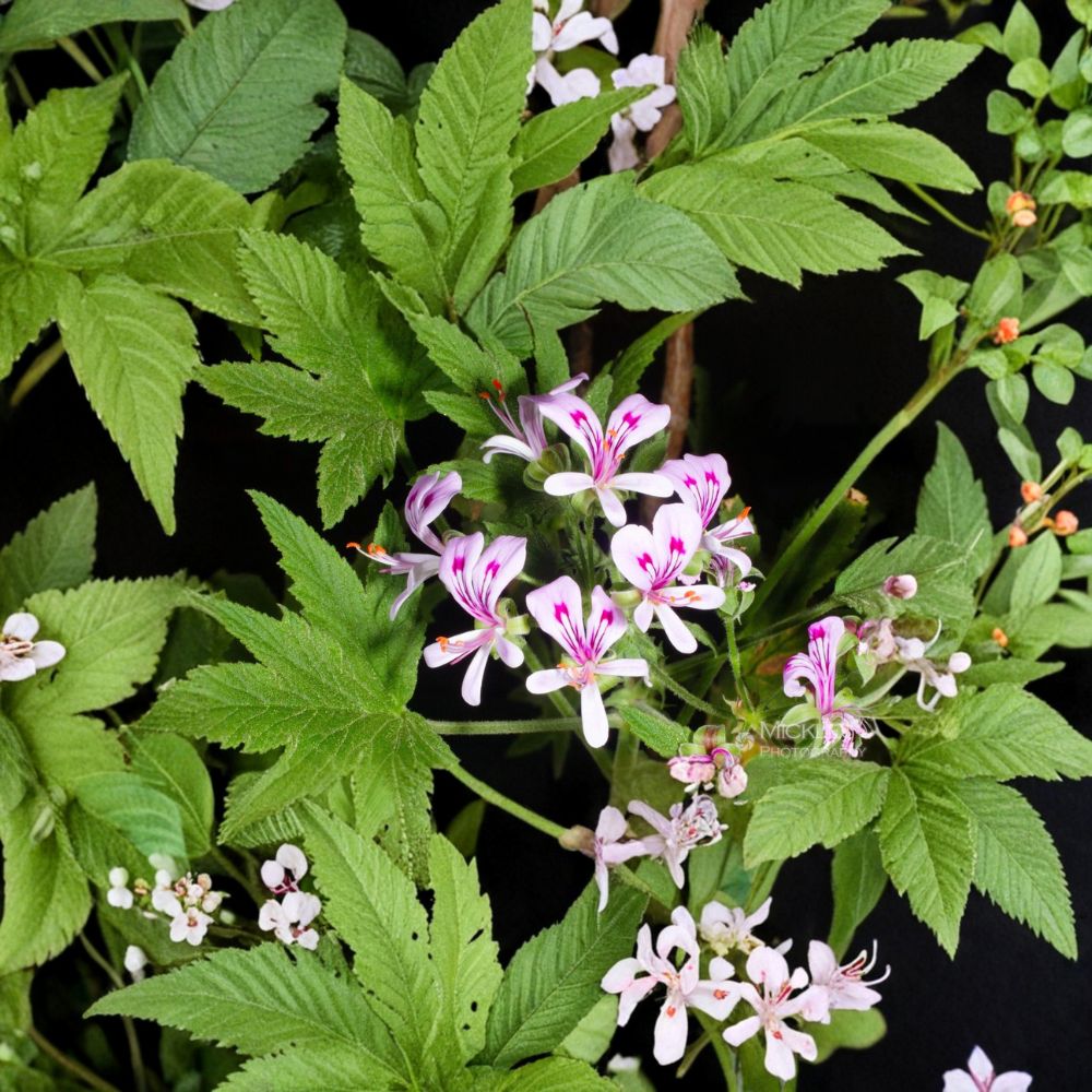 Lemon Scented Pelargonium Seeds - 5 Pelargonium citronellum Seeds - Fragrant Aromatic Geranium - Pink Spring Blooms