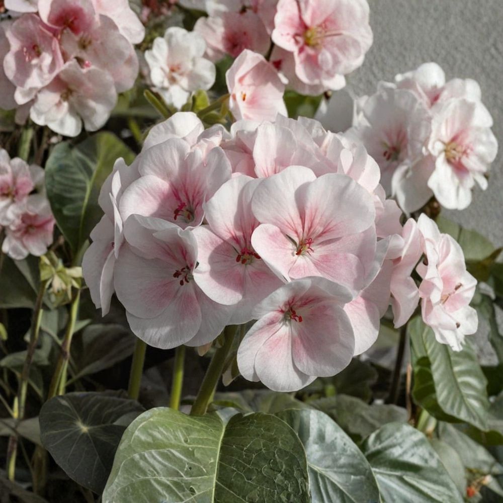 Pink & White Geranium Seeds - 10 Pelargonium Zonale - Pollinator Friendly Flowering Plant for Patio & Balcony Gardening