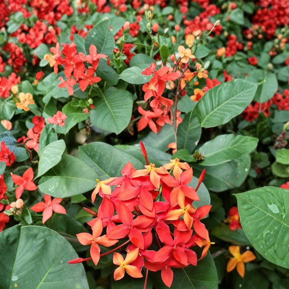 Flame of the Woods Geranium Seeds | 25+ Tropical Red Ixora coccinea Flower Seeds | Easy to Grow for Garden and Patio