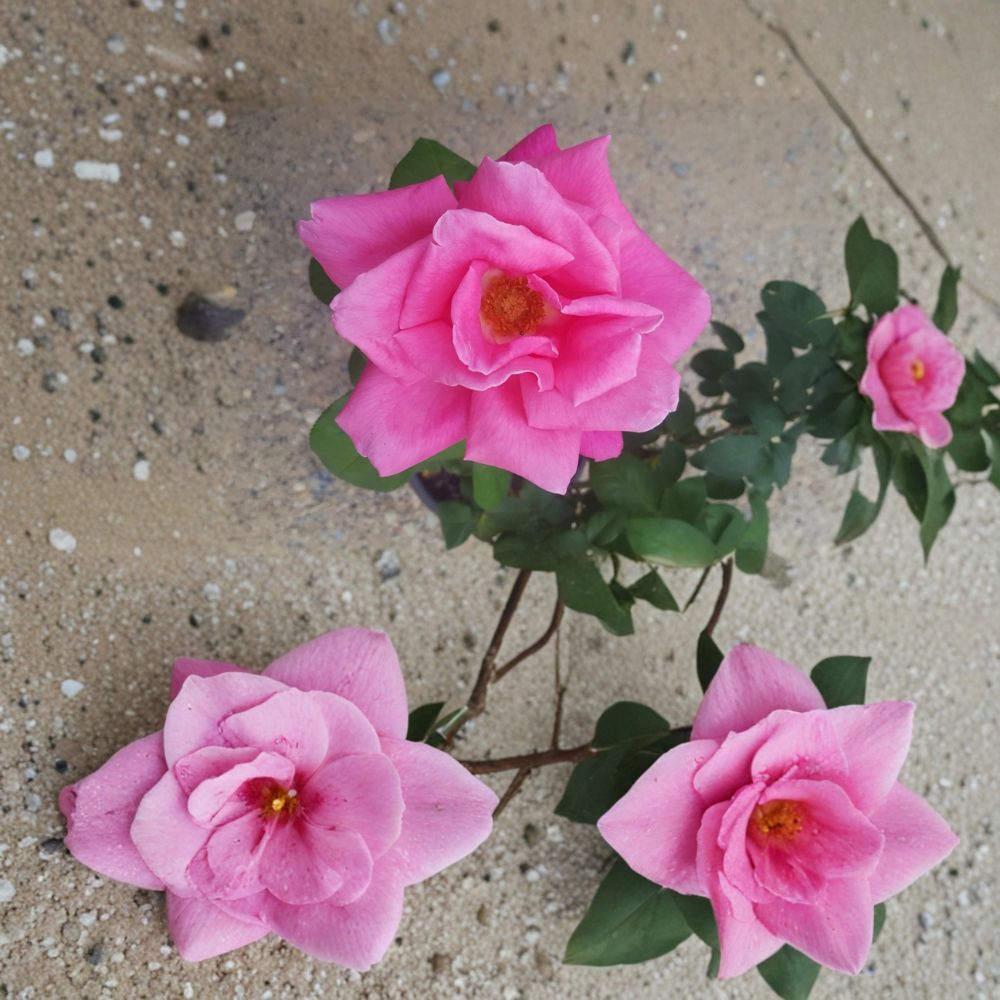 Perfume Delight Hybrid Tea Rose Live Plant | 3 Gallon | Rosa Hybrid | Fragrant Pink Blooms | Hardy Garden Rose Bush