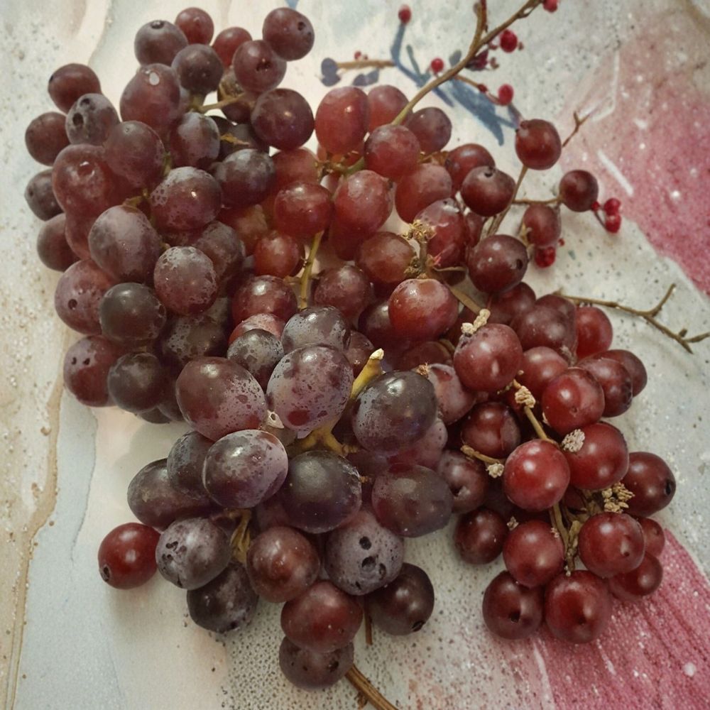 Vanessa Red Seedless Grape Vine – Live Fruit Vine | Self-Fertile, Easy to Grow, Vitis 'Vanessa' | Perfect for Home Gardens