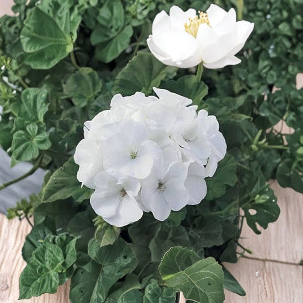 Maverick Series White Geranium Seeds | 10 Seeds | Pelargonium hortorum | Easy to Grow | Garden & Container Friendly