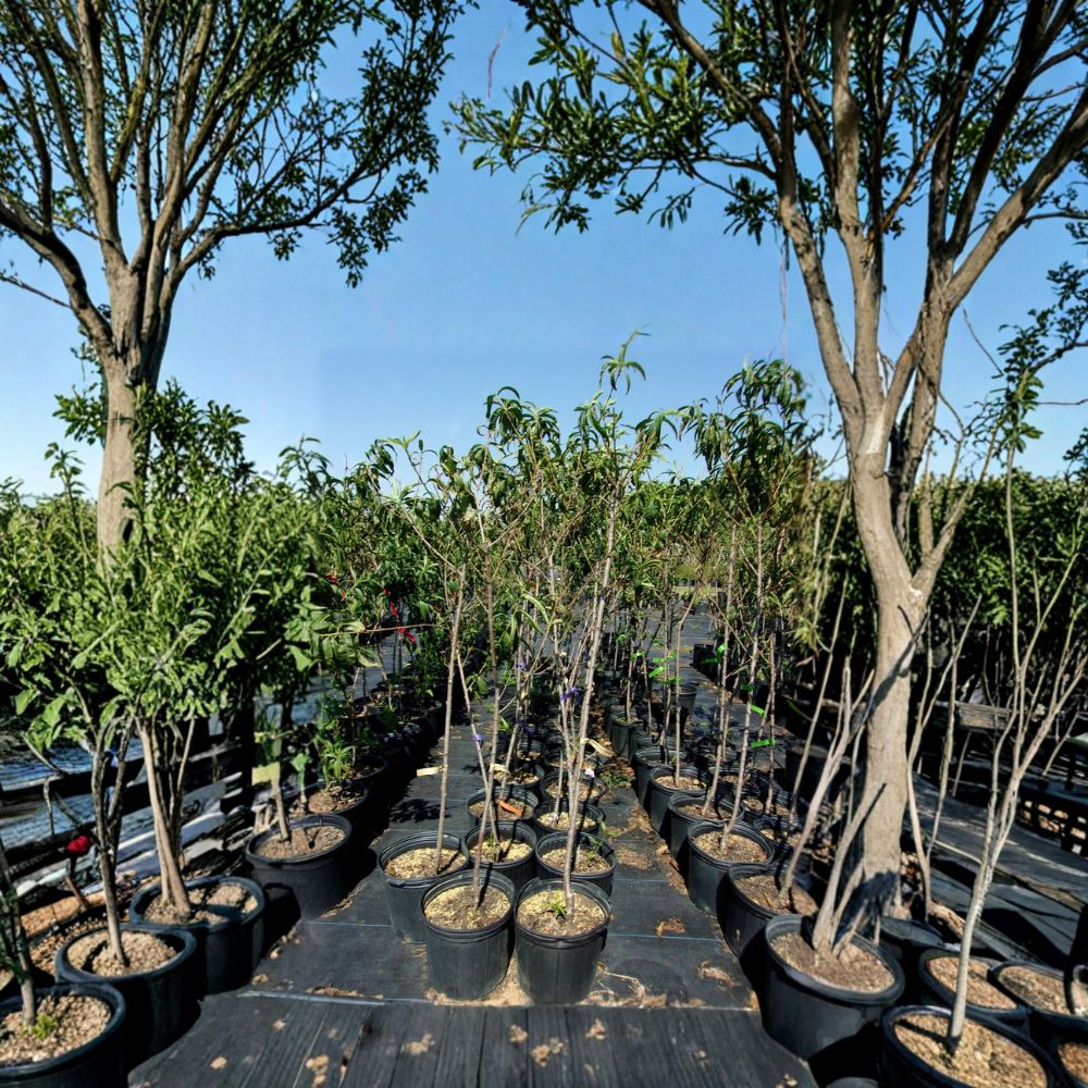 Scarlet Prince Peach Tree - Live Fruit Tree - Sweet Freestone Peaches - Prunus persica 'Scarlet Prince' - 4-6 Feet Tall