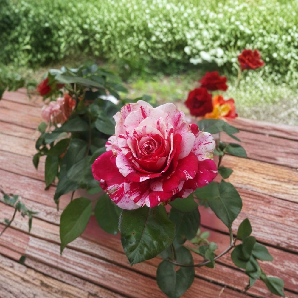 Scentimental Floribunda Rose Bush | 3 Gallon | Red & White Striped Blooms | Rosa Hybrid | Fragrant Garden Favorite